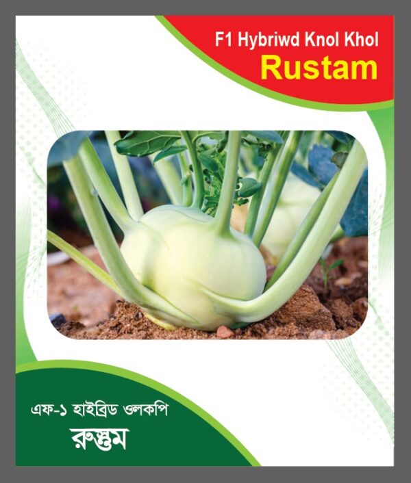 🌿 এফ-১ হাইব্রিড ওলকপি  রুস্তম