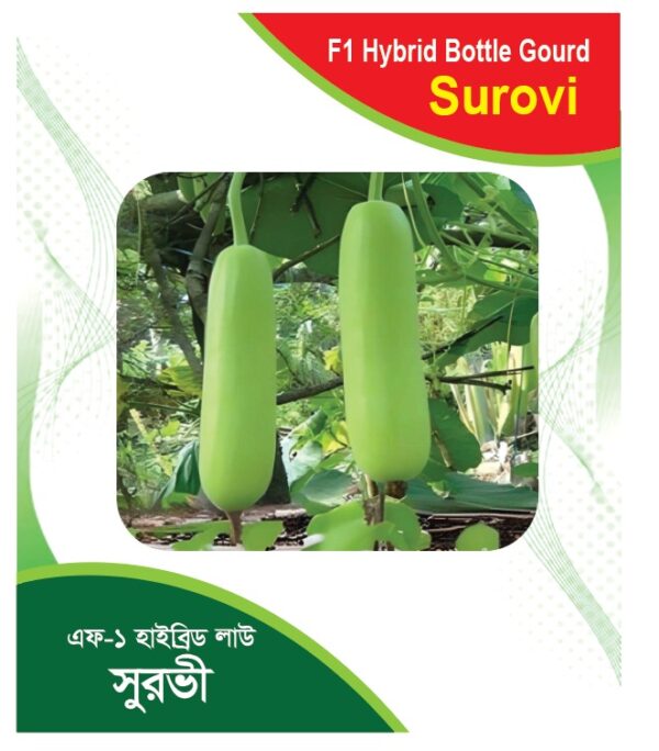 🥒 এফ-১ হাইব্রিড লাউ সুরভী